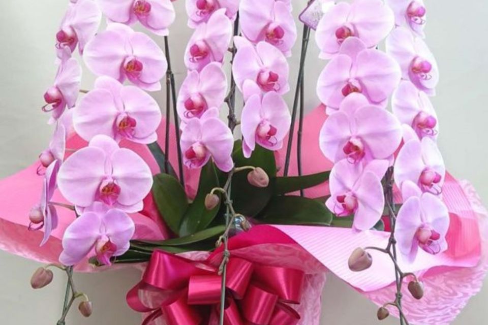 胡蝶蘭・鉢物の画像