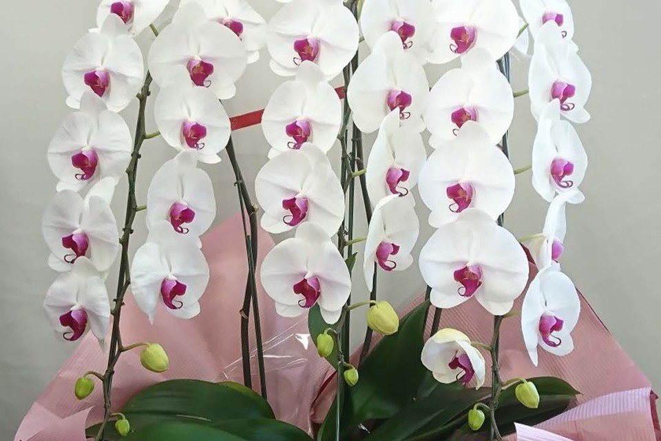 胡蝶蘭・鉢物の画像