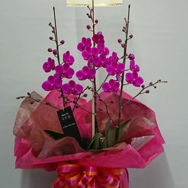 胡蝶蘭・鉢物の画像