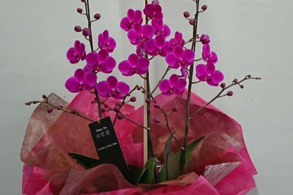 胡蝶蘭・鉢物の画像