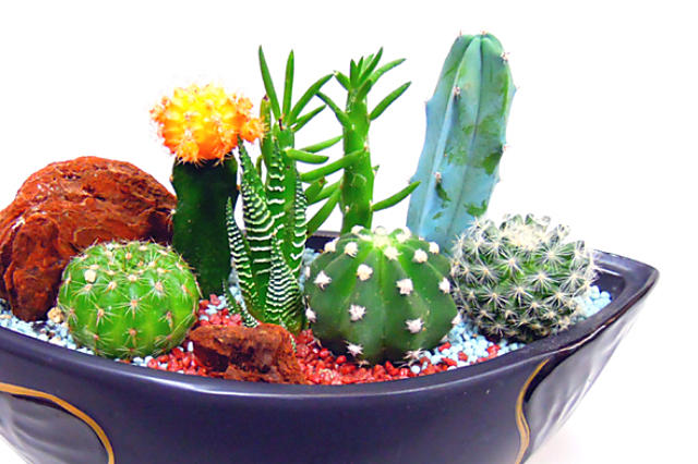 観葉植物